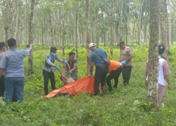 Jasad Wanita Tanpa Identitas Membusuk di perkebunan karet PT Bridgestone, Blok F-R 27, Nagori Dolok Kataran Simalungun   