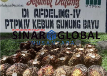 Potensi Rugikan PTPN IV, Diduga Demi Target Produksi Kebun Gunung Bayu Panen Buah Mentah