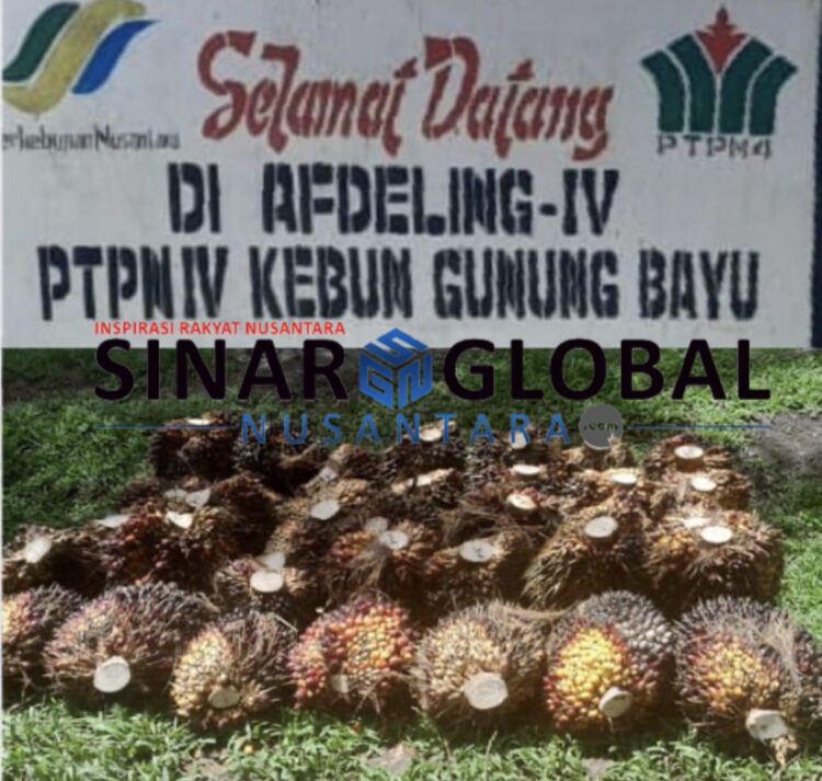 Keterangan gambar: Puluhan tandan Kelapa Sawit yang diduga masih mentah namun sudah dipanen untuk menutupi taksasi target produksi