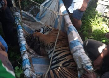 Polsek Dolok Panribuan Bantu Evakuasi Harimau Sumatera yang Terjerat Jebakan Babi Hutan