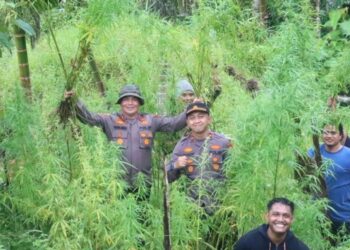 Sebanyak 5 Hektare Ladang Ganja di Temukan Di Aceh Utara