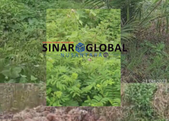 Direksi PTPN IV Medan Diduga Tahan Anggaran Perawatan Akibatnya TBM di Afdeling 2 Kebun Laras Terbengkalai