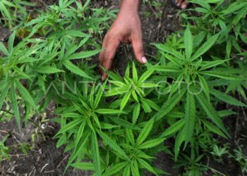 Kurun Waktu Januari Hingga Oktober 2023,Total 20 Hektare Ladang Ganja di Aceh Dimusnahkan BNN