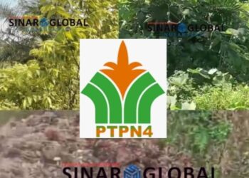 Diduga Uang Perawatan Masuk Kantong Pembesar PTPN IV Medan,TBM Afdeling l dan ll Kebun Laras Diselimuti Hama