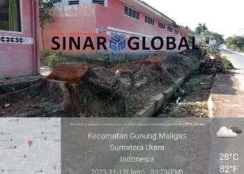 Penebangan Pohon Mahoni di Gunung Maligas Simalungun Ilegal, Camat Buang Badan Budi Pemeran Utama