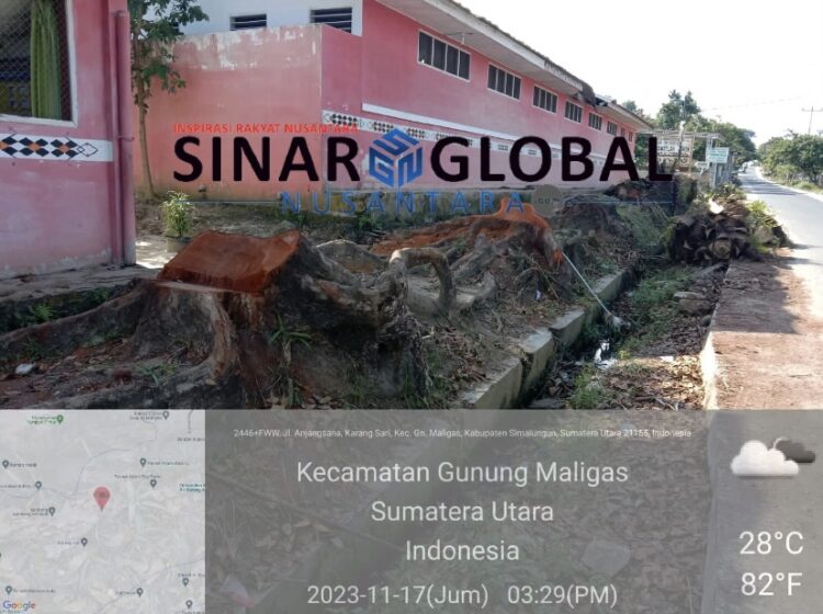 Keterangan foto: Tunggul Kayu Mahoni yang digarap secara ilegal diduga demi meraup uang besar oleh oknum oknum yang rakus akan uang