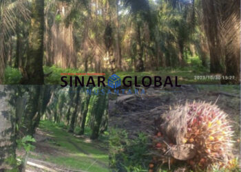Diduga Uang Perawatan Dikantongi Pembesar, Tanaman Sawit Produktif Milik PTPN IV Medan Kebun Unit Tinjoan Tidak Di Pruning