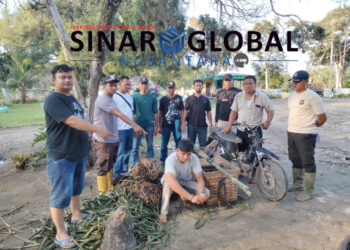 Modus Cari Sesetan Terciduk Curi TBS Milik PTPN IV Kebun Tinjowan, Pria Tampan Warga Simalungun Diamankan