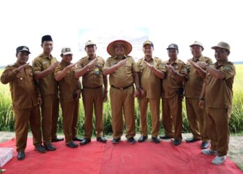 Bupati Alfedri Panen Raya Padi, Petani Gembira Harga Gabah Tinggi