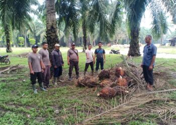 Sekitar 400 kg TBS Milik PTPN IV Kebun Tinjowan Berhasil Diamankan