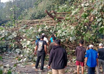 Polres Simalungun dan Warga Evakuasi Pohon Tumbang, Lalulintas Kota Wisata Parapat Kembali Lancar