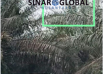 Tanaman Sawit Milik PTPN IV Medan Unit Mayang Diserang Hama Ulat Api, Management Gagal Kendalikan
