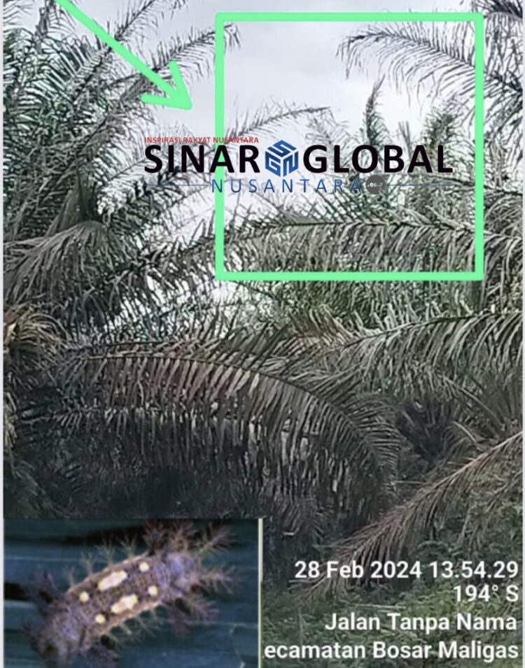 Keterangan foto: Hama ulat api menggerogoti hingga helai daun berlubang dan habis pada tanaman kelapa sawit milik Kebun Unit Mayang,hal ini
bukti ketidak seriusan manajement kebun unit dalam menanggulangi