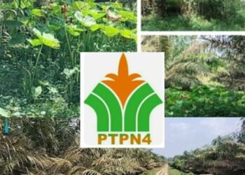 Diduga Akibat Korupsi Biaya Perawatan, Tanaman Sawit Milik PTPN IV Regional ll Unit Tinjowan Berpacu Melawan Gulma dan Lembu