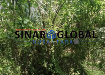 PalmCo Potensi Merugi,Di Afdeling lV Mayang Tanaman Diselimuti Hama dan Ulat Api,Biaya Perawatan Kemana