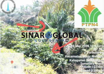 Lapor Pak Dirut PTPN lV Jatmiko Krisna Santosa,Tanaman Sawit Dikebun Mayang Afdeling IV Terbengkalai,Biaya Perawatan Diduga Masuk Kantong