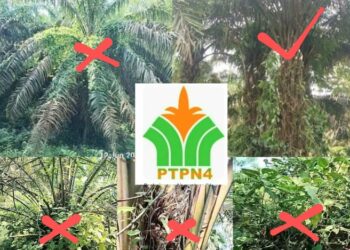 Diwartakan Puluhan Hektar Tanaman Sawit PTPN IV Regional ll Terlantar,Adi Rahmat Aska Kebun Bahjambi Sulap Lapangan
