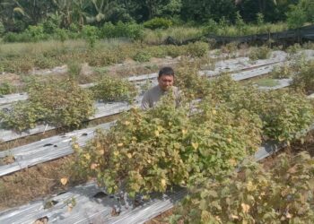 Biaya Produksi Pertanian Naik Syahrul Petani Aceh Selatan Berharap Pemerintah Berikan Perhatian Pada Petani