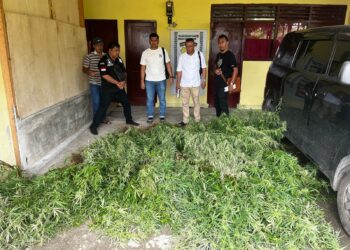 Polres Simalungun Berhasil Temukan Ladang Ganja di Dolok Silou,GS Melarikan Diri,Anak Istri Tersangka Diamankan