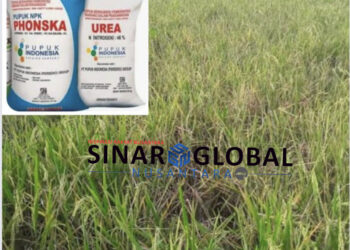 Pupuk Subsidi Mahal dan Langka di Ujung Padang Kabupaten Simalungun, Petani Terancam Gagal Panen”Pergi Sulit Bertahan Sakit”