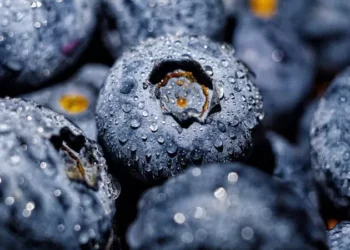 Mengandung Vitamin C dan A, Buah Acai Berry Ternyata Memiliki 5 Khasiat Unggul Untuk Kesehatan Kulit Hingga Otak