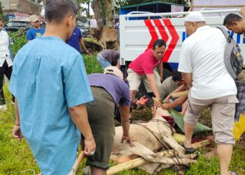 Polres Simalungun Adakan Penyembelihan dan Pembagian Daging Kurban pada Idul Adha 1445H