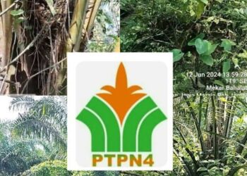Puluhan Hektar Tanaman Sawit Milik PTPN IV Regional ll Unit Bahjambi Terlantar,Dana Pemeliharaan Kemana