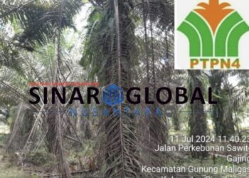 Miris!! Kondisi Tanaman Sawit Milik PTPN IV Regional ll Unit Kebun Laras Gelap Tidak di Pruning, Diduga Biaya Perawatan Masuk Kantong