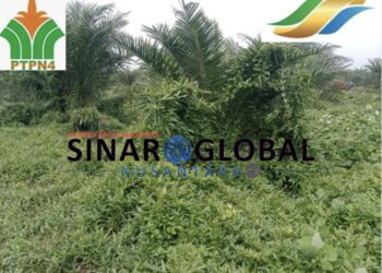 Metode dan Penemuan Baru” Puluhan Hektar TBM Milik PTPN IV Kebun Laras Berpacu Melawan Gulma