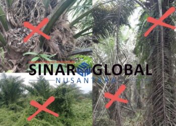 PTPN IV Regional ll Unit Kebun Laras Potensi Rugikan Negara, Selain Kurang Perawatan Buah Tak Dipanen Hingga Busuk, Manajer Bungkam Askep Blokir Nomor Wartawan