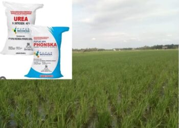 Selain Mahal Petani Ujung Padang Sulit Peroleh Pupuk Subsidi,Warga Menduga Ada Permainan Penyalur Atau Dijual ke Perkebunan Sawit