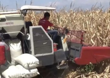 Produksi Jagung di Ngawi Jadi Andalan Ekonomi Petani