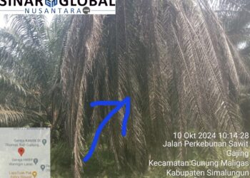 Gawat,Diduga Biaya Pemeliharaan Tak Tersalur Akibatnya Tanaman Sawit Milik PTPN IV Unit Laras Ibarat Tak Bertuan