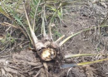 Ratusan TBM Milik PTPN III Regional l Kebun Dusun Mati Mendadak,Diduga Salah Perawatan Sumbang Besar Kerugian Negara