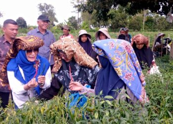 DR Sarina Aini Syeh Fadhil, Hadiri Panen Raya Cabai di Pondok Balek