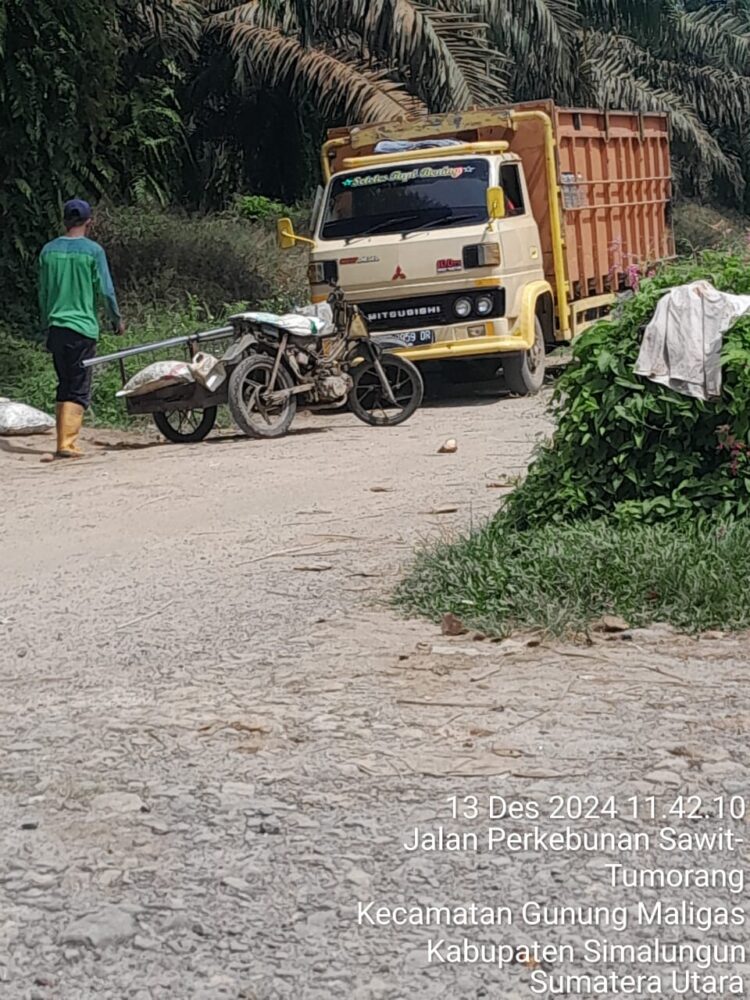 Terpantau Truk Pengangkut TBS ber plat hitam di Perkebunan PTPN IV Unit Laras tepatnya Afdeling ll pada Jumat (13/12/2024)