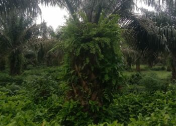 PTPN III Regional l Kebun Sei Silau Abaikan Sawit Produktif, Kondisi Dilapangan Tanaman Cebol, Daun Kering, Mati, Diselimuti Rumput Liar Hingga Buah Membusuk