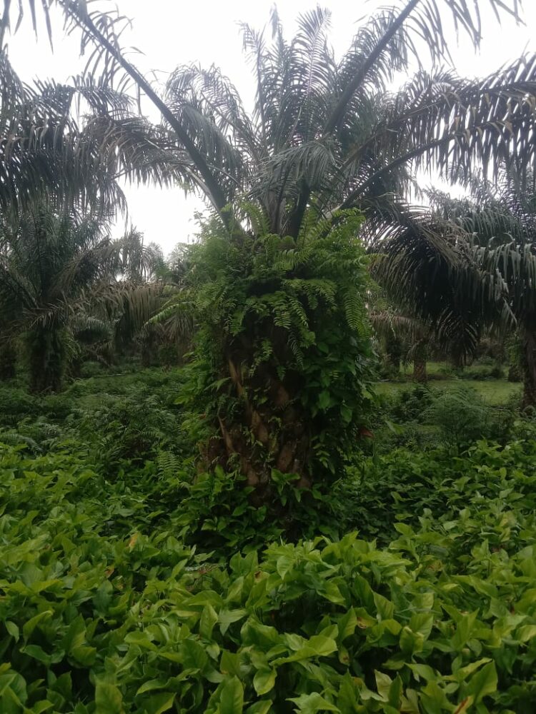 Keterangan foto: Selain diselimuti semak belukar tanaman sawit milik PTPN III Regional l ini terkena serangan hama hingga kondisinya kurus dan cebol