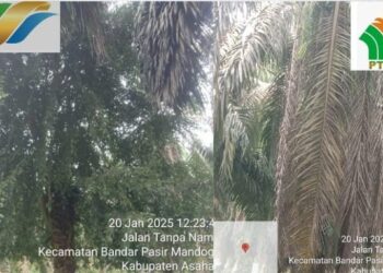 Diduga Biaya Perawatan Masuk Kantong Bos,Puluhan Hektar TM Milik PTPN IV Kebun Mandoge Diselimuti Rumput Liar dan Tidak di Pruning