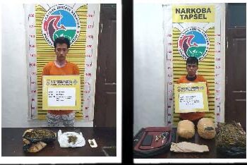 Kasat Resnarkoba AKP IR Sitompul SH MH Polres Tapanuli Selatan Tangkap Bandar Narkotika Jenis Ganja