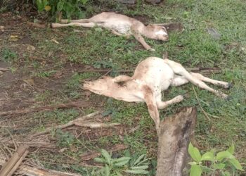 Potesi Diracun,Sejumlah Ternak Sapi Warga Mati Mendadak di Simalungun,APH Dinilai Layak Lakukan Penyelidikan