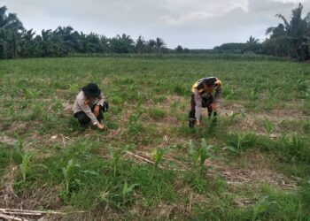 Polsek Teluk Gelam Polres OKI Polda Sumsel Melaksanakan Program Kementan RI Bertanam