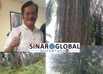 GM Masaeli Lahagu Bungkam Terkait Biaya Perawatan Kebun Mandoge Diduga Masuk Kantong Bos Hingga Puluhan Hektar Tanaman Diselimuti Rumput Liar dan Tidak Dipruning