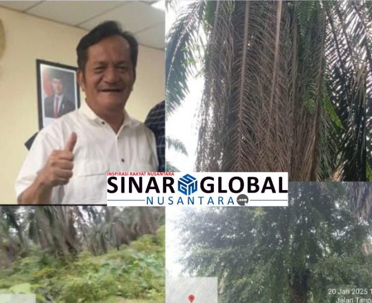 Keterangan foto: General Manager Distrik l Bahjambi Masaeli Lahagu (sebelah kiri atas) bungkam dikonfirmasi terkait kondisi tanaman di kebun PTPN IV Unit Mandoge yang diselimuti rumput liar dan tidak dipruning seperti pada gambar.(Dok:SGN)