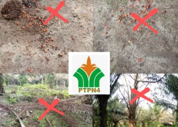 Diduga Sistem Kerja Panen Buruk Hingga Kurang Perawatan,PTPN IV Regional ll Unit Bah Jambi Sumbang Kerugian Negara 