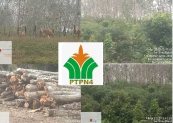 Ditemukan Sejumlah Kebobrokan Kerja di Kebun Sei Silau,Direksi PTPN IV Diminta Evaluasi Manajer,Askep Hingga Asisten 