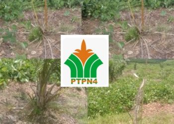 TBM Milik PTPN IV Regional l Kebun Dusun Hulu Diduga Kurang Perawatan dan Diserang Ternak Lembu Hinga Mati