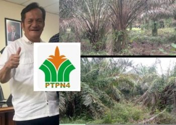 Dibawah Pengawasan GM Distrik 1 Masaeli Lahagu,Tanaman Sawit Sekelas BUMN Melebur di PTPN IV Unit Mayang.