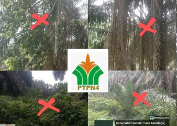 Distrik I Lagi,Terungkap Kondisi Buruk Tanaman Milik PTPN IV Unit Mandoge Bak Tak Bertuan”Shrubs Yes Pruning No