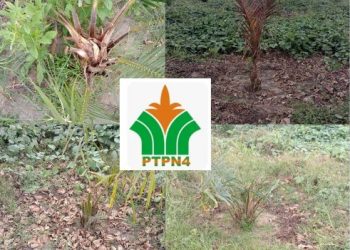 TBM 1 Milik PTPN IV Regional ll Unit Bah Jambi Kerdil dan Mati Diduga Kurang Nutrisi dan Kurang Perawatan 